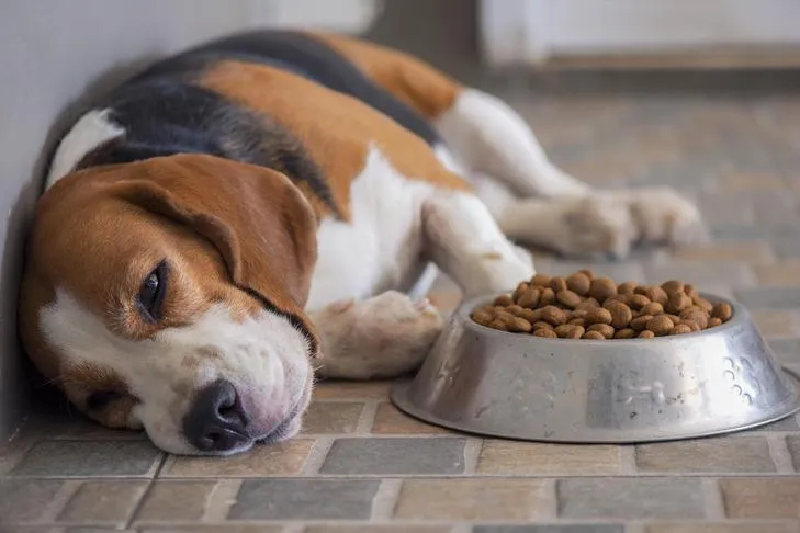 A Beagle lying down next to a full bowl of kibble, looking slightly disinterested.