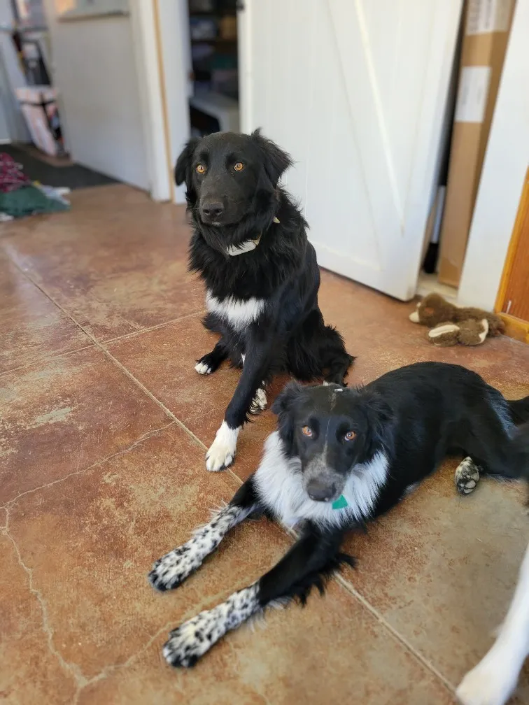 A beautiful Australian Shepherd Border Collie mix puppy with striking bi-color markings
