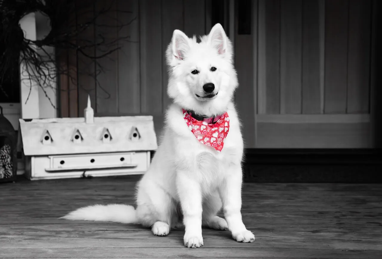 A beautiful Berger Blanc Suisse dog sits alertly, showcasing its distinctive white coat.