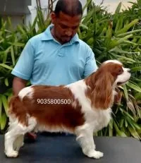 A beautiful Blenheim Cavalier King Charles Spaniel adult dog, a potential sire for quality puppies.