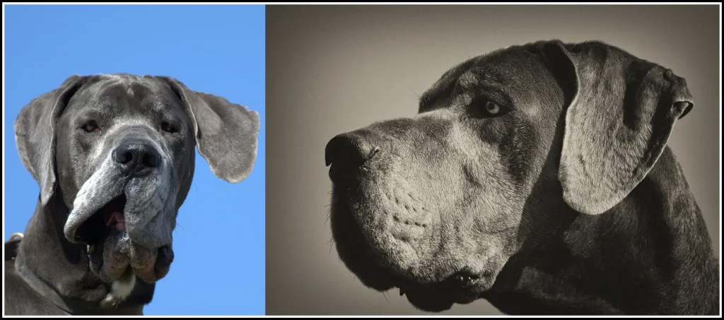 A beautiful blue Great Dane, Luther, posing perfectly as the Hound