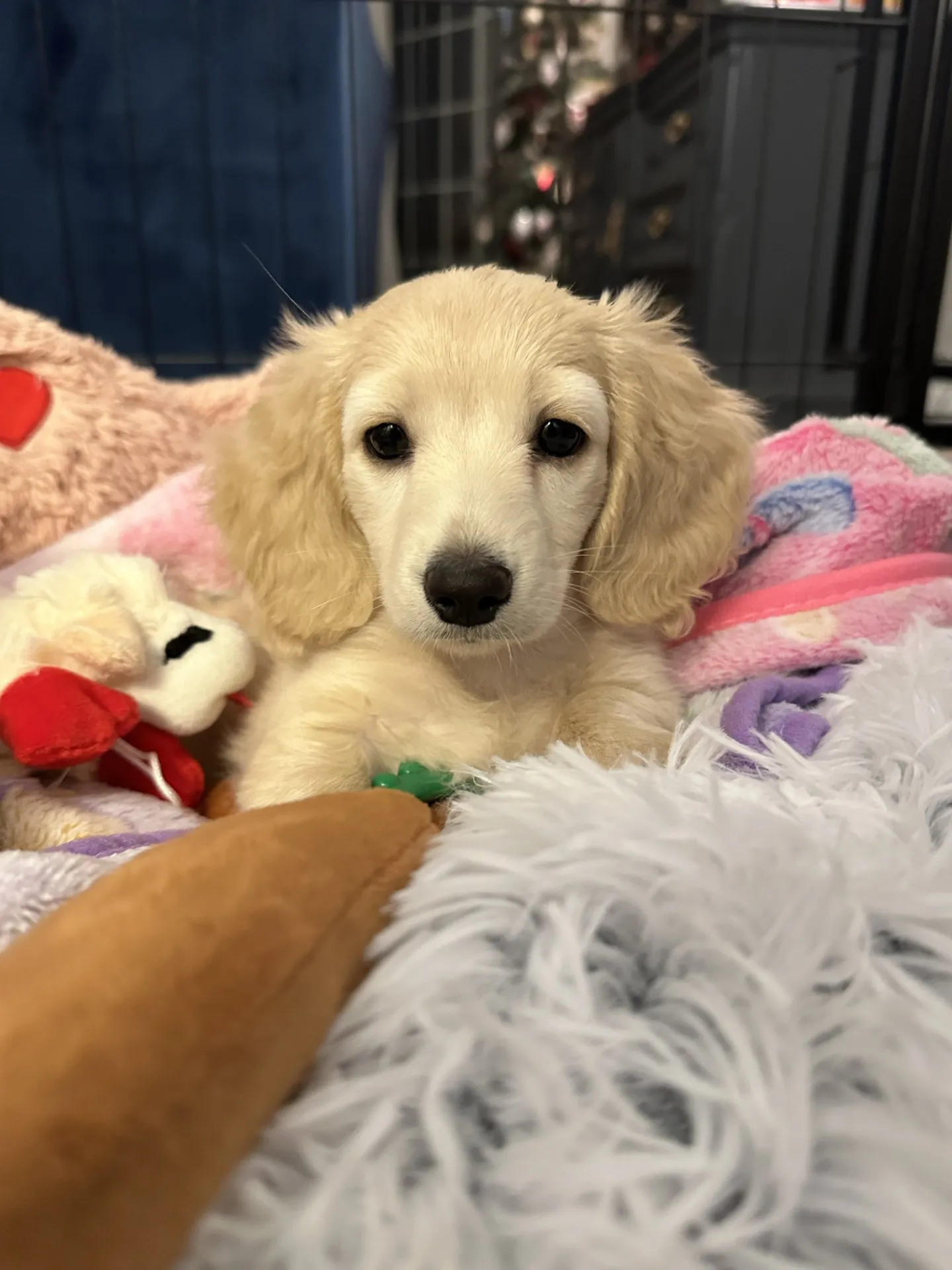 A beautiful cream long-haired miniature dachshund, Charli, looking attentively outdoors.