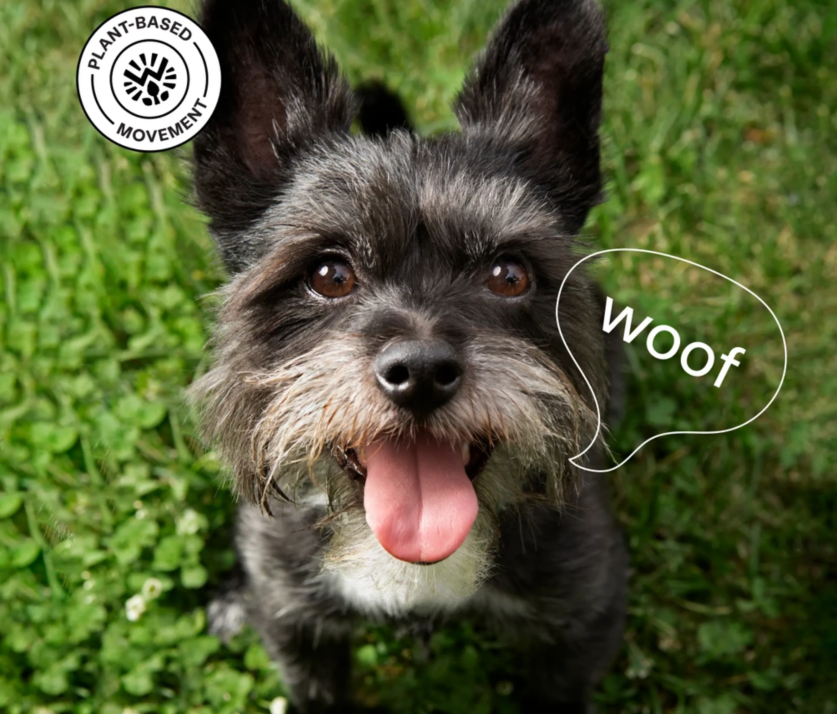 A beautiful dog portrait.