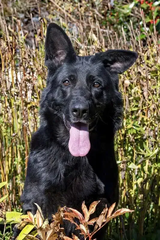 A beautiful German Shepherd named Melly looking alert and available for adoption.