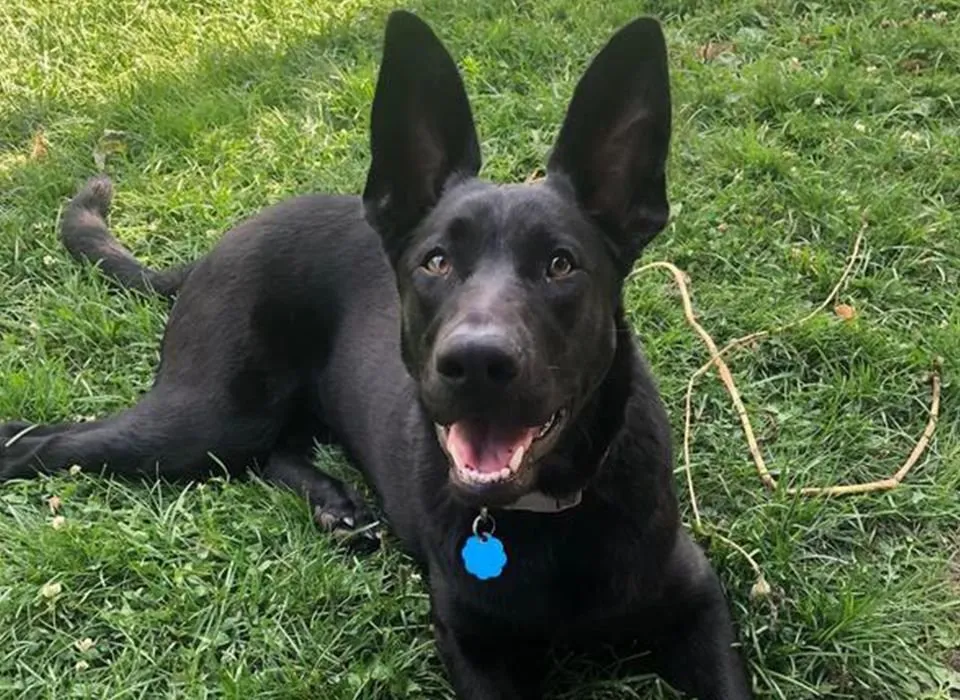 A beautiful German Shepherd with a noticeably soft and shiny coat.