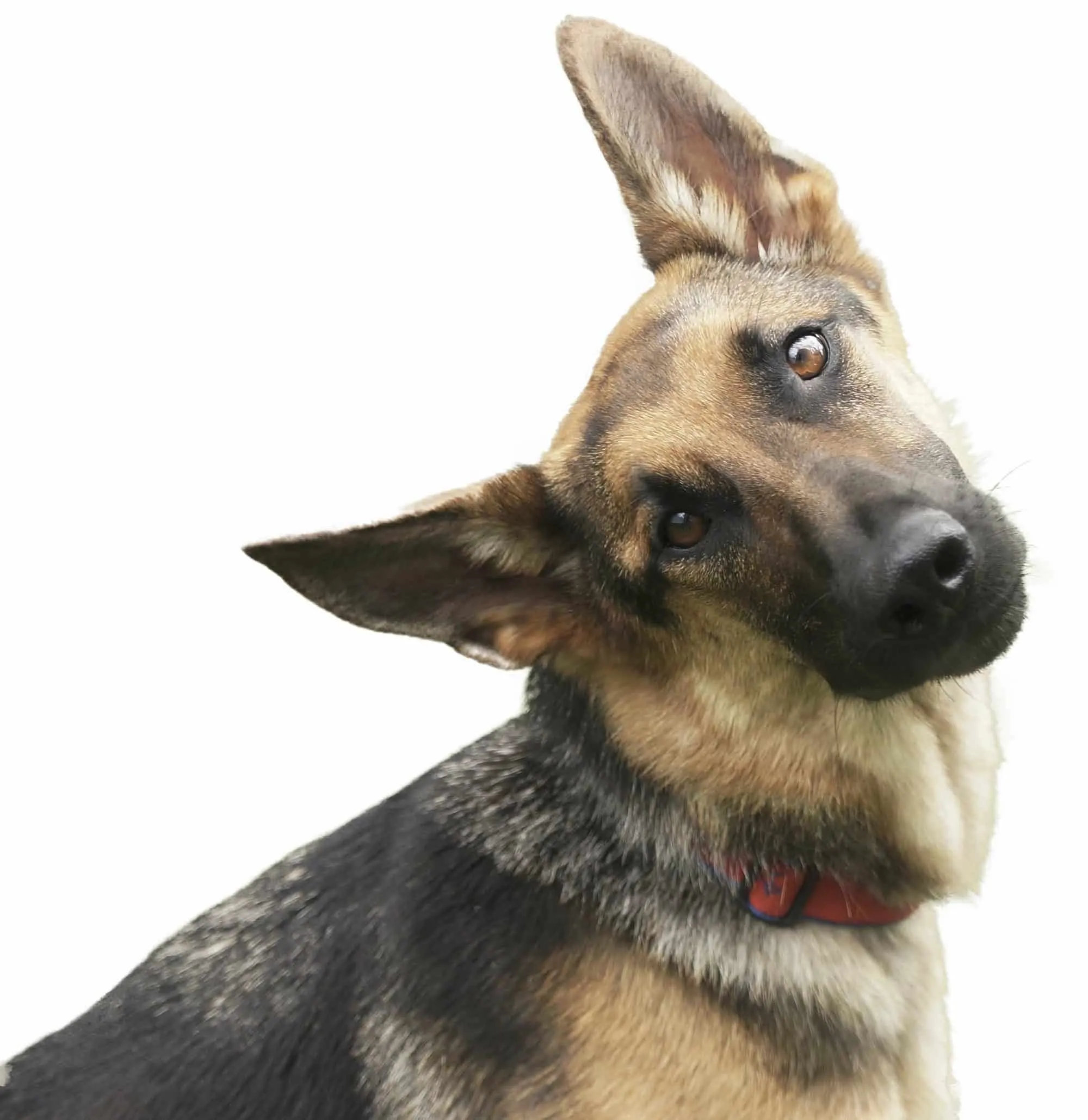 A beautiful German Shepherd with bright, intelligent eyes.