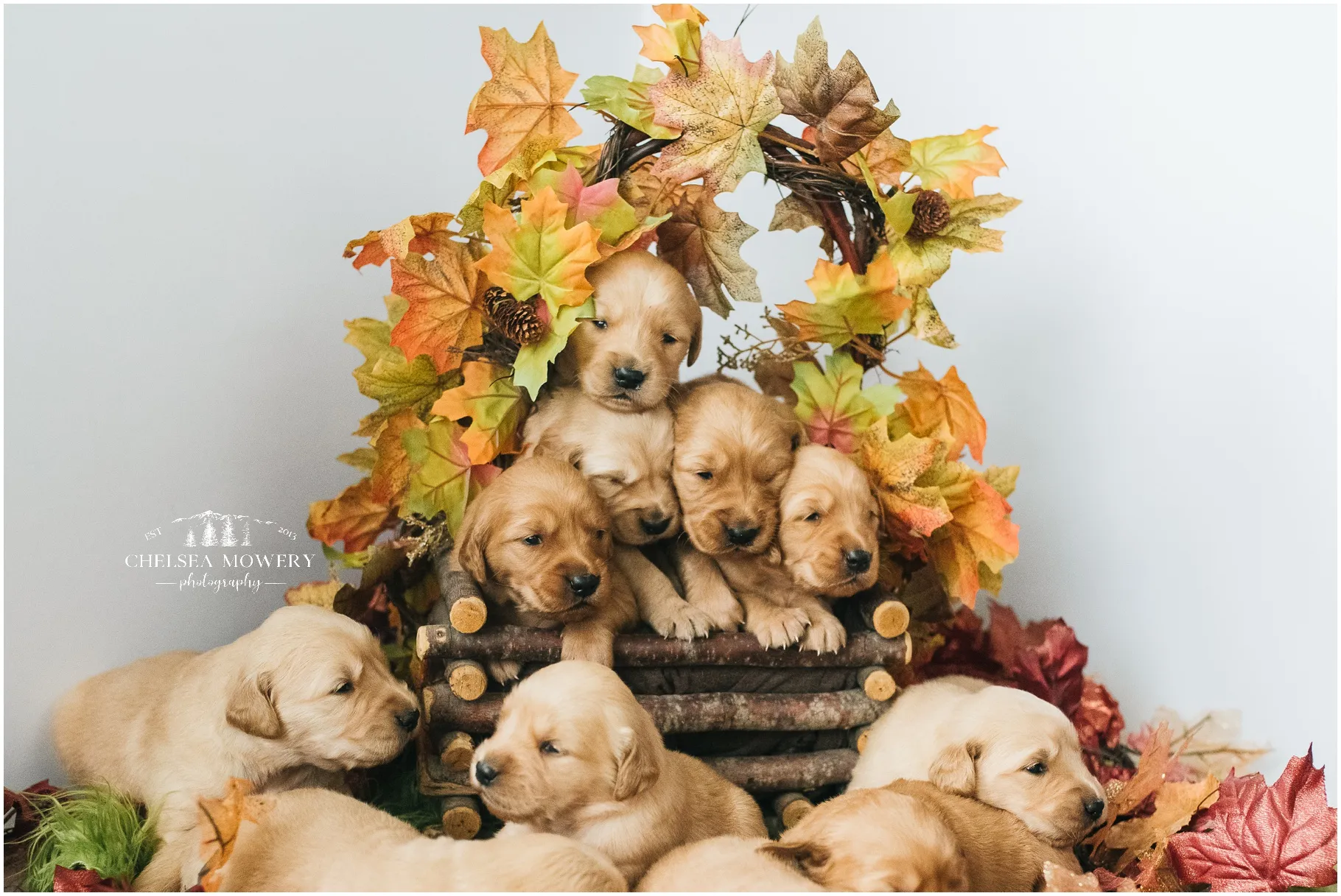 A beautiful Golden Retriever puppy, full of curiosity, looking directly at the camera
