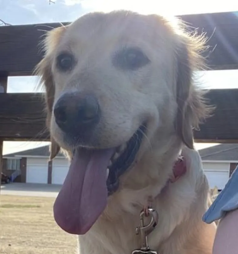 A beautiful Golden Retriever sitting attentively, representing a larger breed dog that benefits from quality nutrition