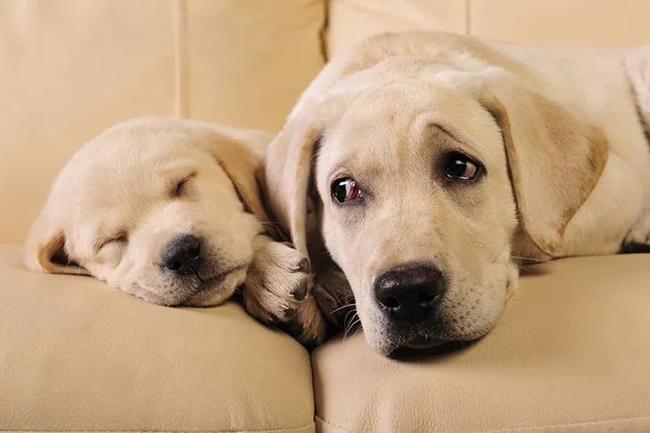A beautiful Labrador retriever relaxing on a comfortable couch next to her attentive puppy.