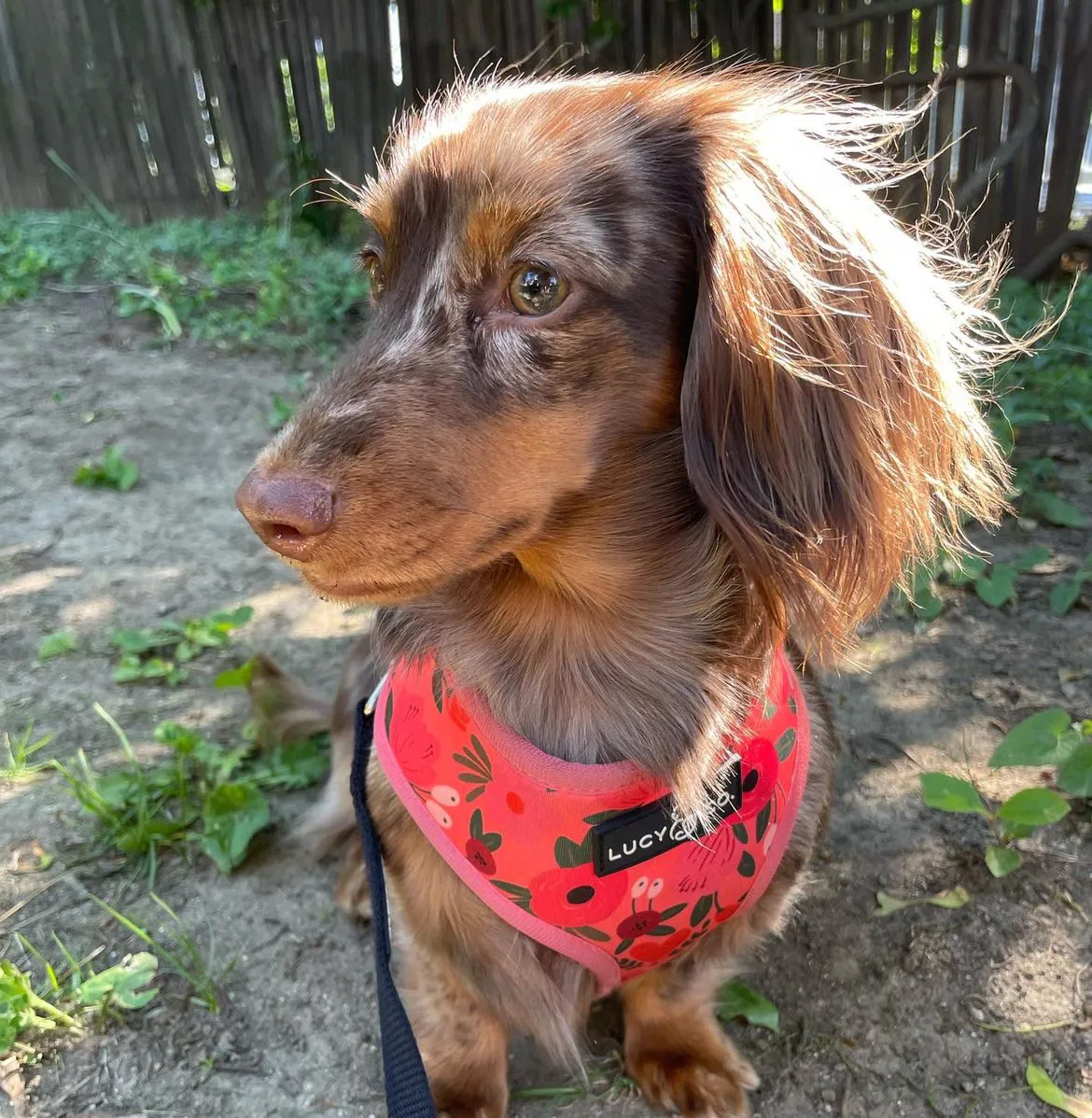 A beautiful long-haired Miniature Dachshund puppy, Hazel, from Daisy-Hill Dachshunds.