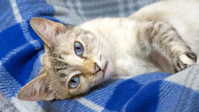 A beautiful lynx point cat with striking blue eyes and clear tabby stripes on its face.
