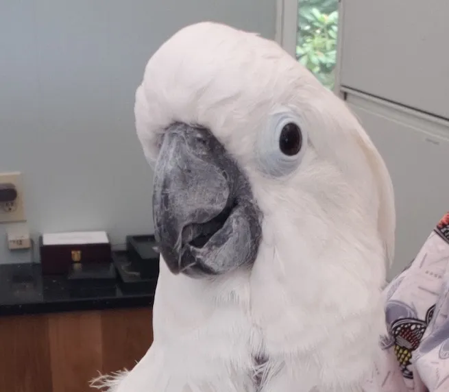 A beautiful parrot enjoying fresh vegetables and fruits, demonstrating healthy eating habits.