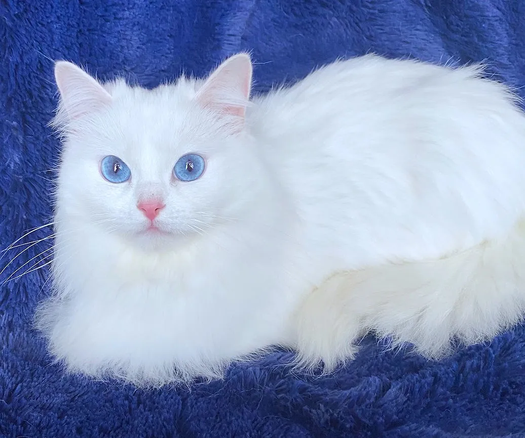 A beautiful pure white Ragdoll cat, Fjolla, with striking deep blue eyes and soft fur