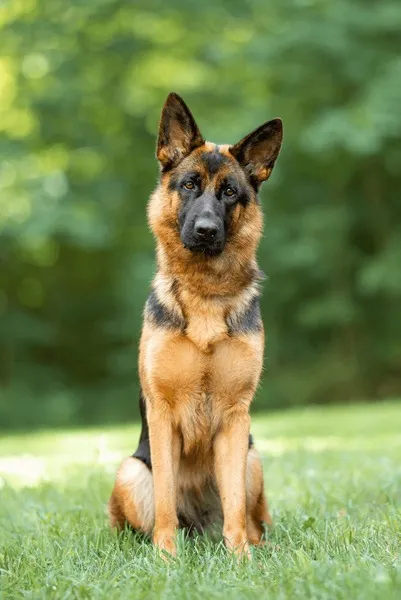 A beautiful short-haired black and tan German Shepherd standing confidently in an outdoor setting, highlighting its sleek coat.