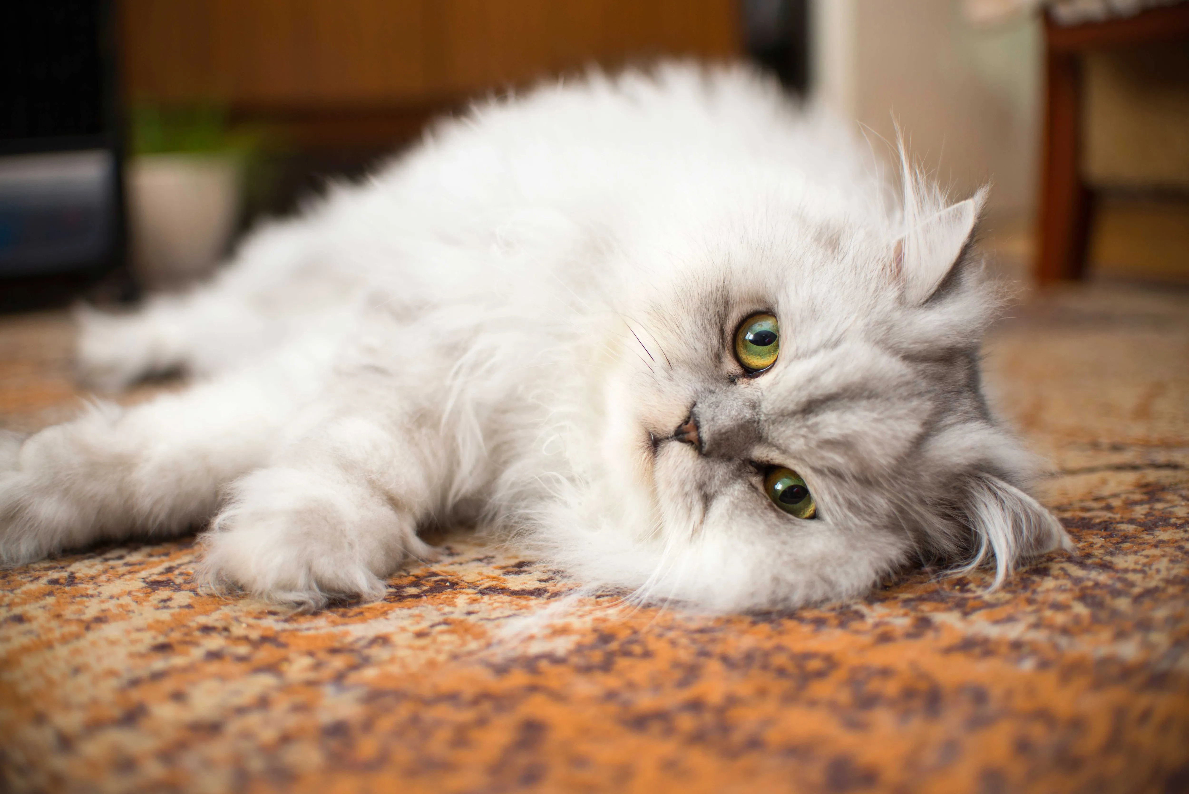 A beautiful silver Persian cat resting calmly on a textured rug