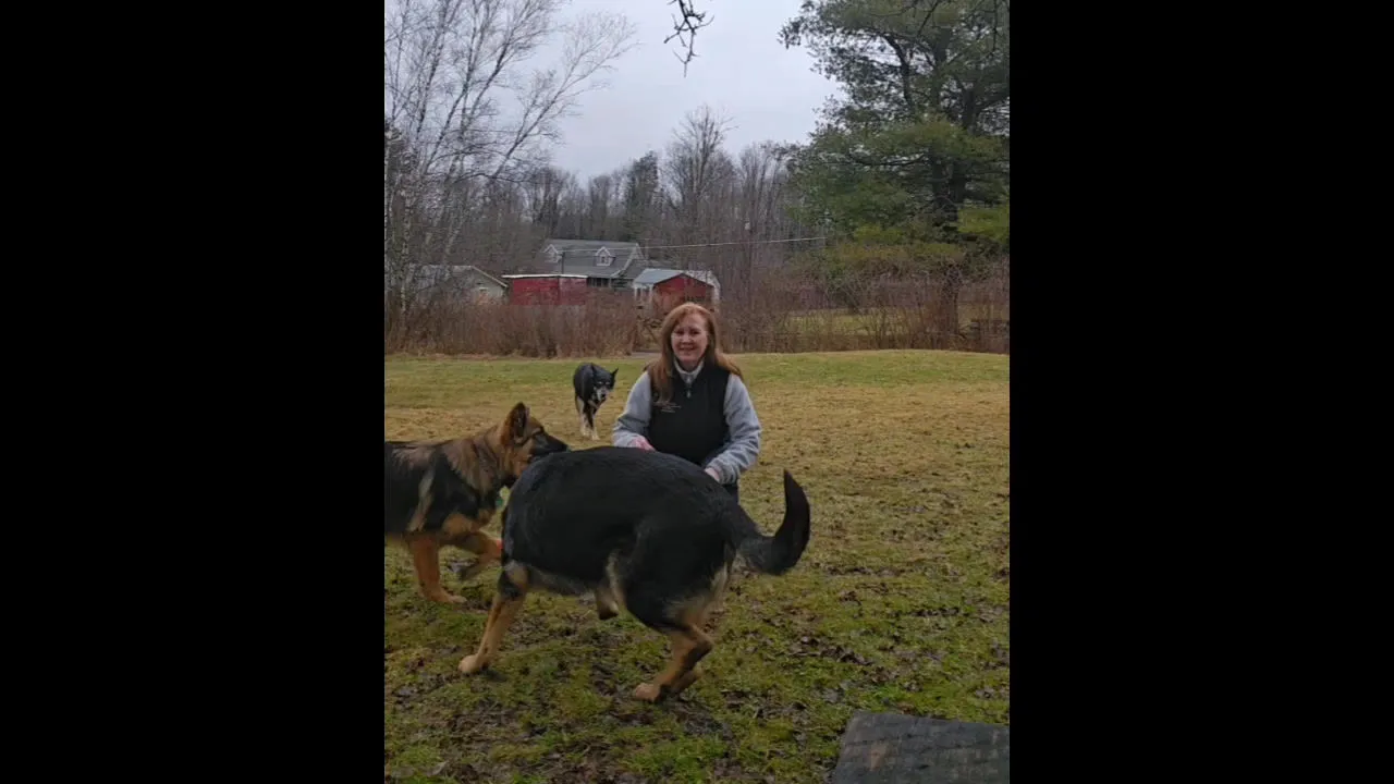 A beautiful tan and black German Shepherd dog sits attentively outdoors, with a gentle expression