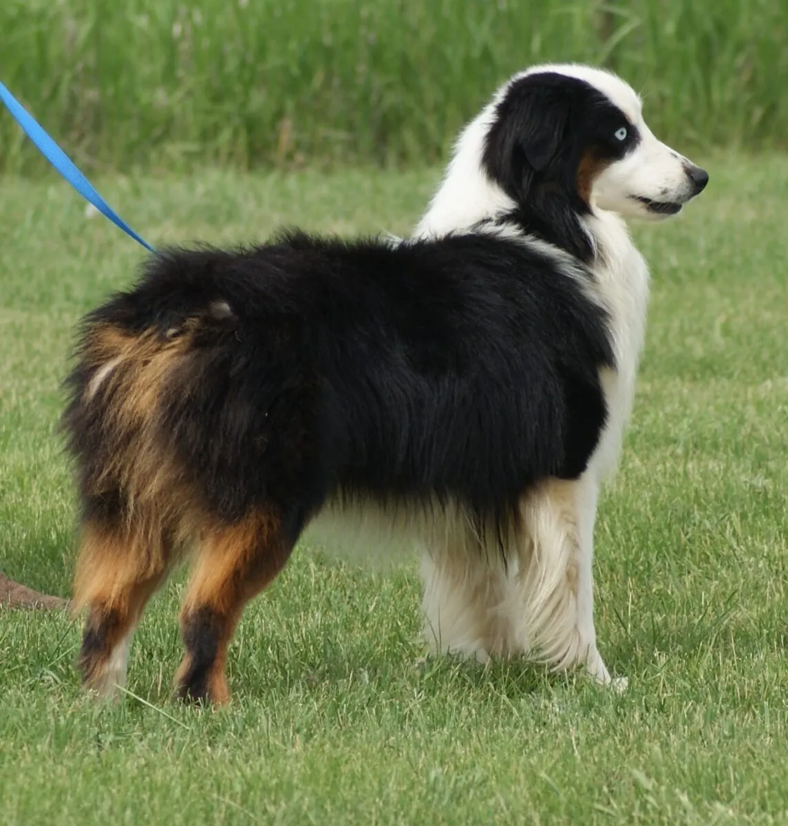 A beautiful two-year-old Miniature American Shepherd named Aqai posing for a portrait