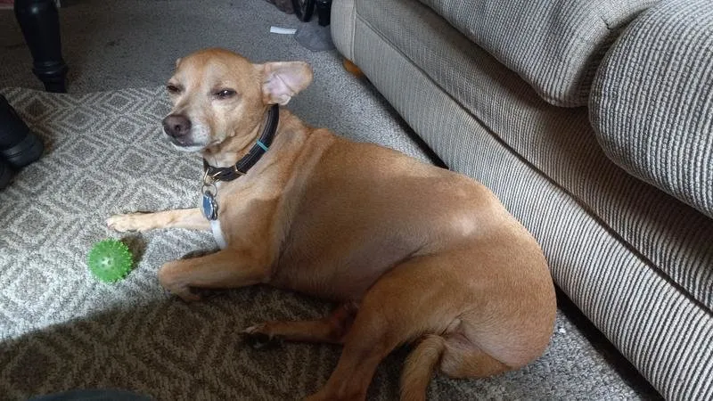 A before-and-after image of a dog, showcasing significant healthy weight loss and improved body condition