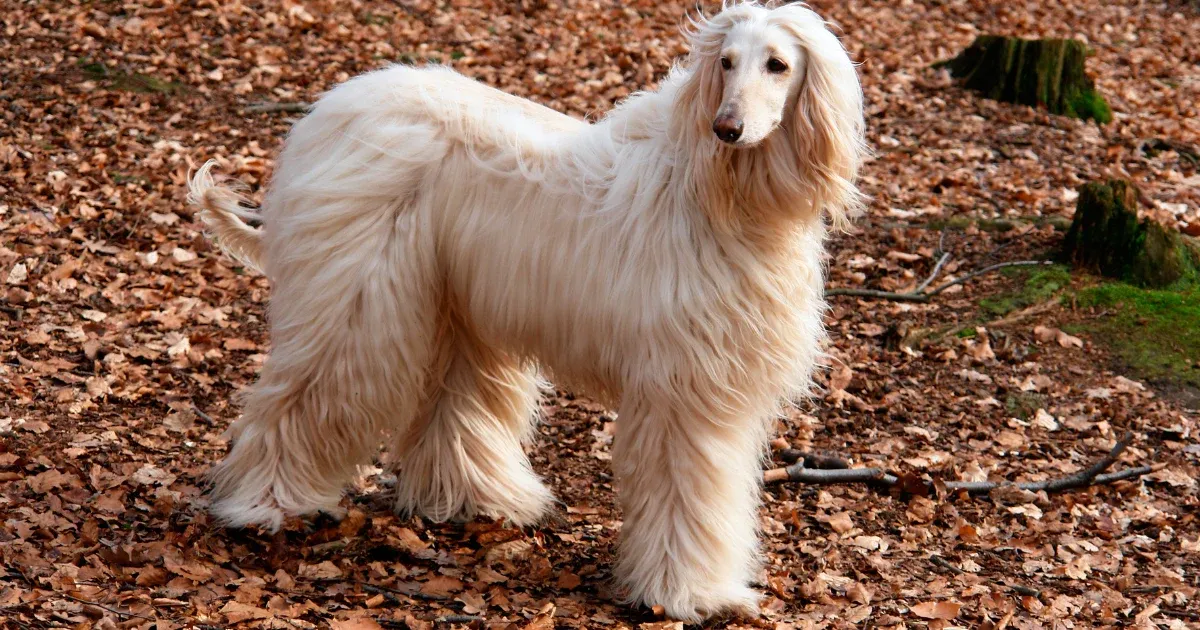 A beige Afghan Hound with long flowing hair