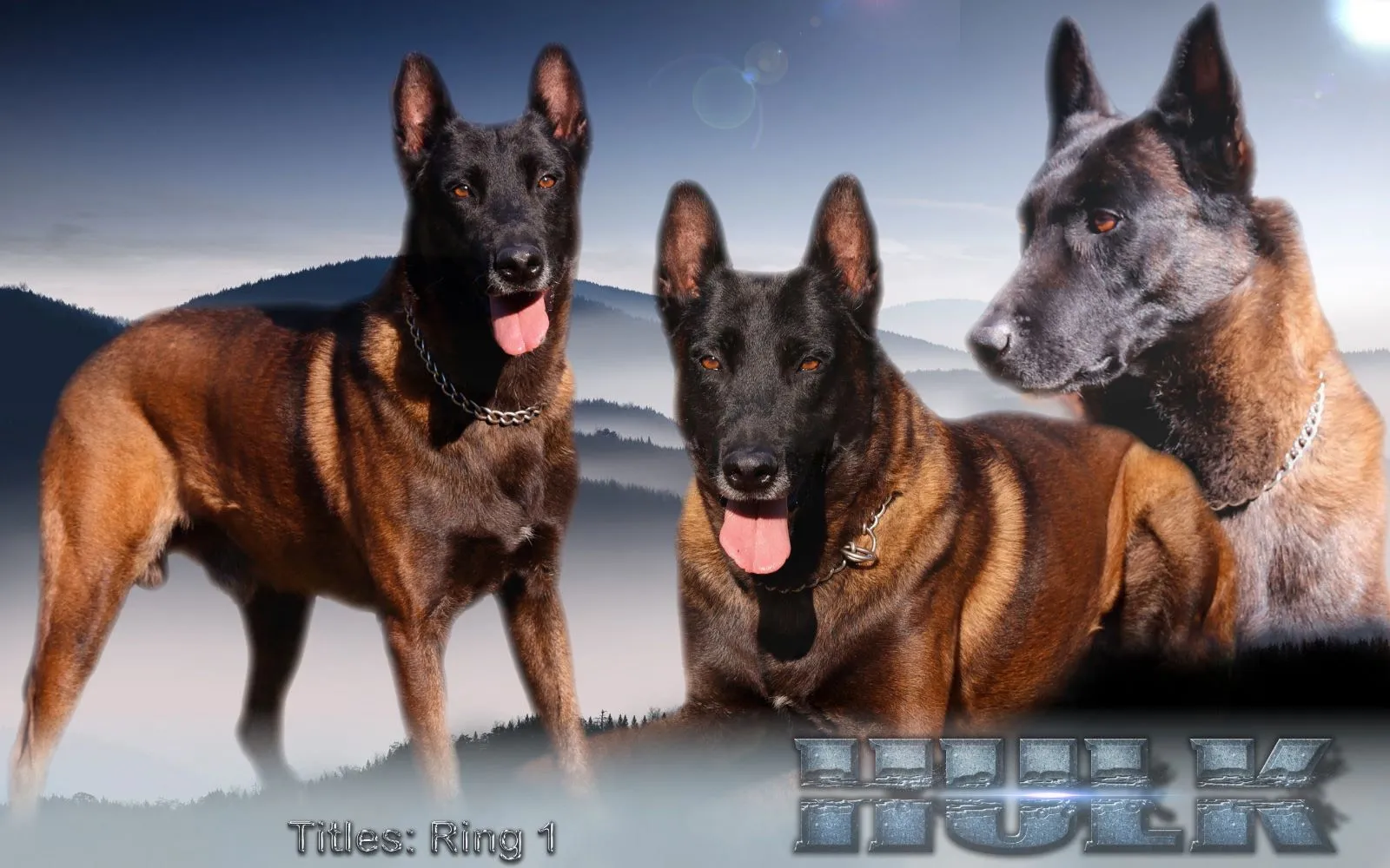 A Belgian Malinois actively engaged in an outdoor exercise