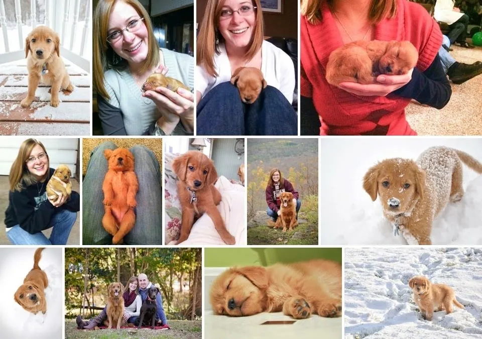 A beloved Golden Retriever, Josie Grace, enjoying a moment outdoors in the sunshine