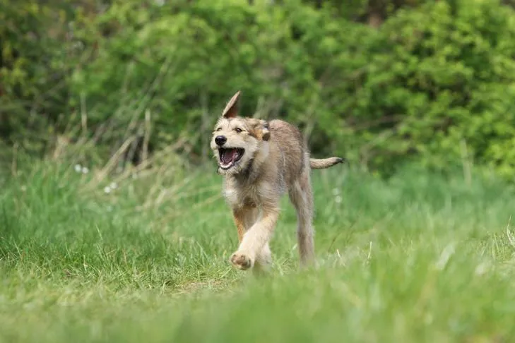 A Berger Picard puppy running joyfully outdoors in a field.