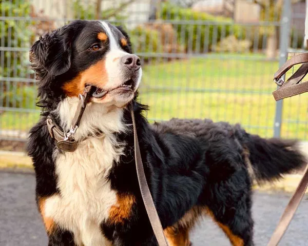 A Bernese Mountain Dog holds a leather leash in its mouth, looking back playfully.