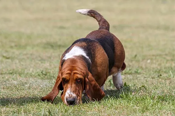 A black and white Basset Hound puppy playfully exploring a grassy garden.