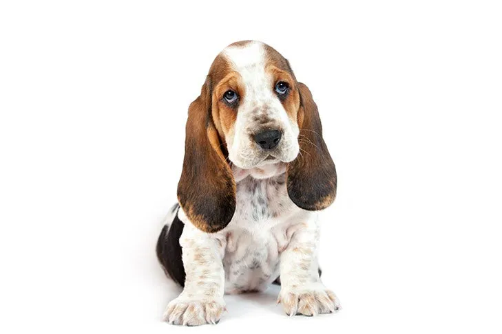 A black and white Basset Hound puppy sitting calmly on a plush blanket.