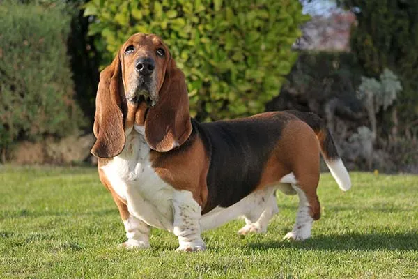 A black and white Basset Hound standing majestically in a lush green garden.