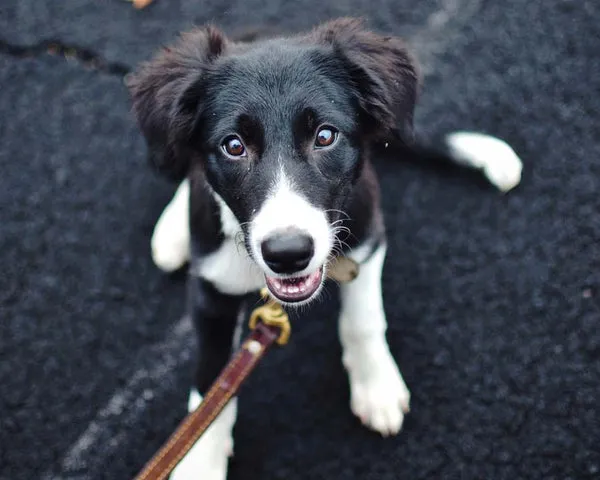A black and white Border Collie sits attentively on pavement, looking up with a focused expression.
