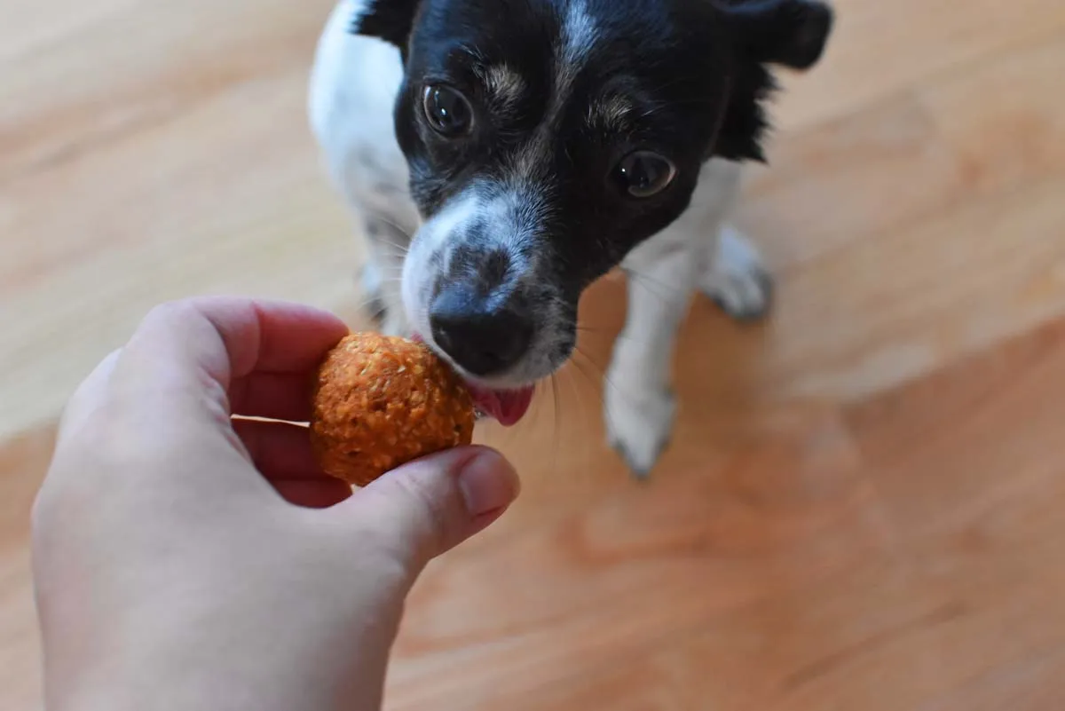 A black and white dog eating a no-bake pumpkin dog treat.