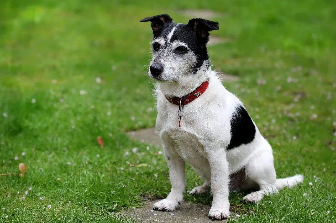 A black and white Jack Russel sitting on the grass attentively