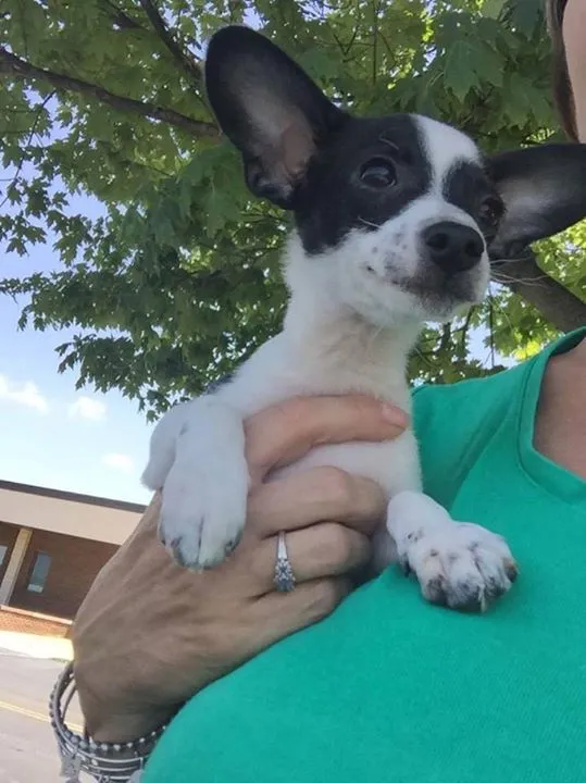 A black and white Jack Russell Terrier Chihuahua mix puppy curled up comfortably on a warm lap, taking a nap.