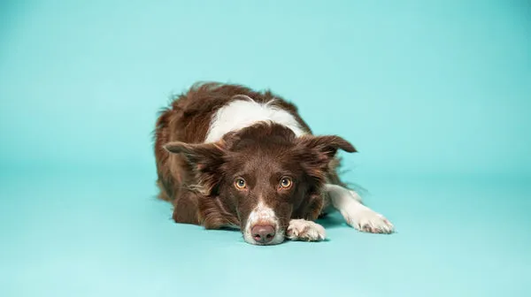 A black and white long haired dog, lay down looking glum, against a bright blue background