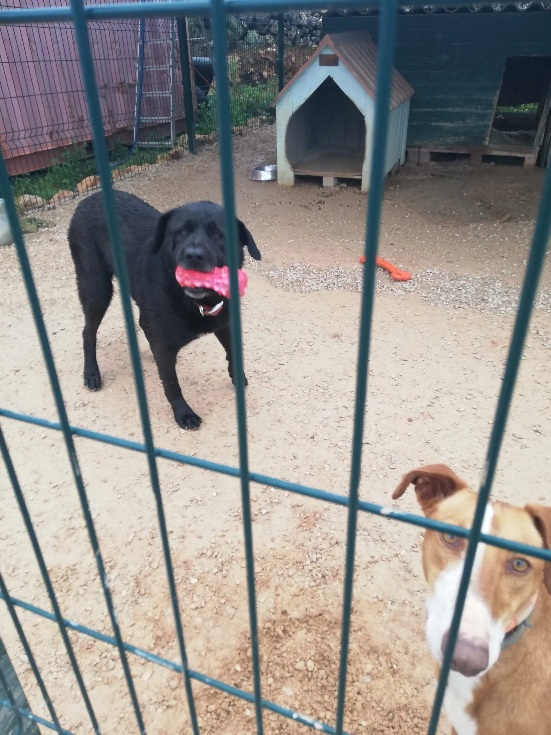 A black dog, Black Nero, with intense eyes, inspecting a red Hetoo dental care dog toy with peanut butter in its grooves, on a concrete surface.