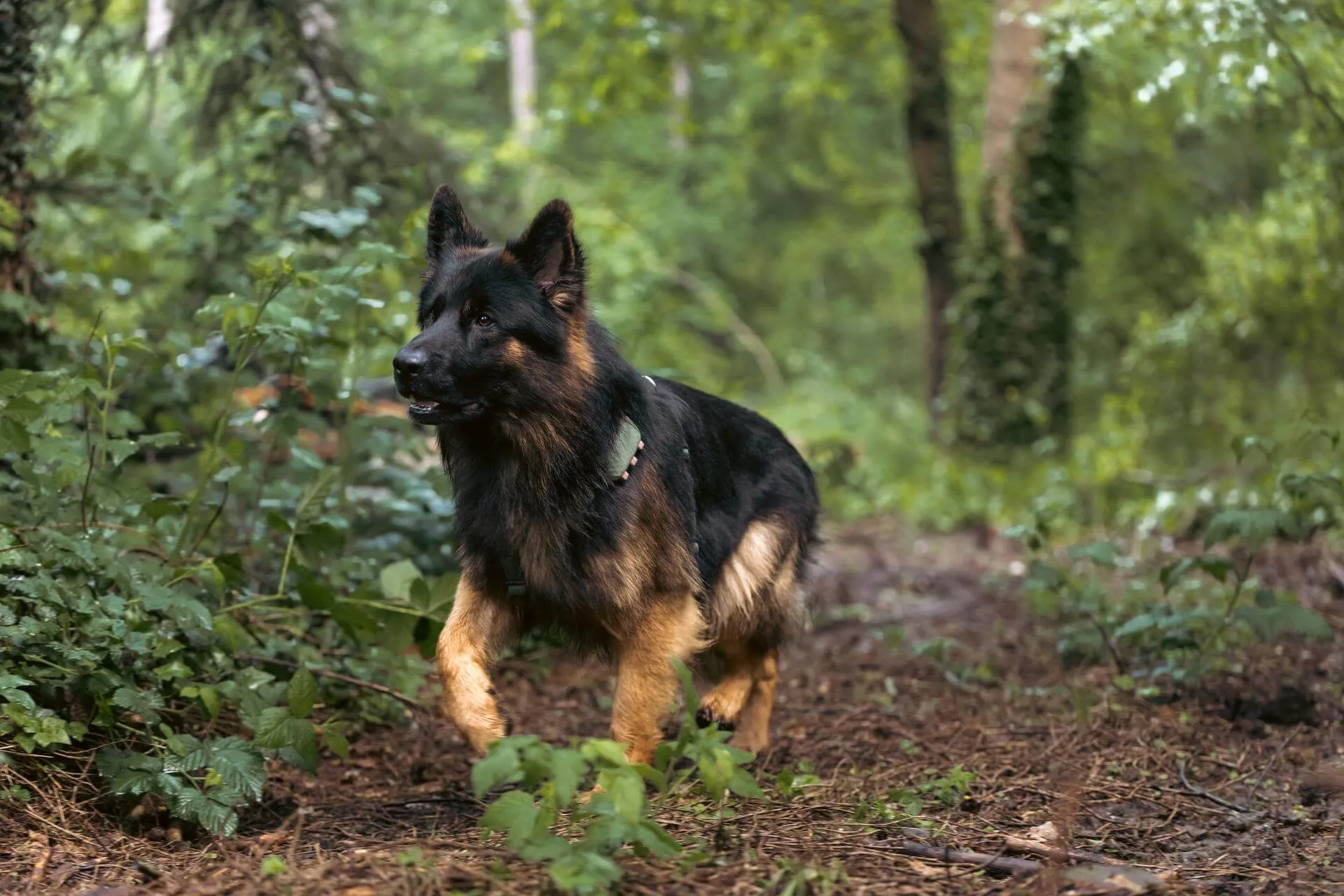 A black dog stands attentively on a forest path, looking towards the right.