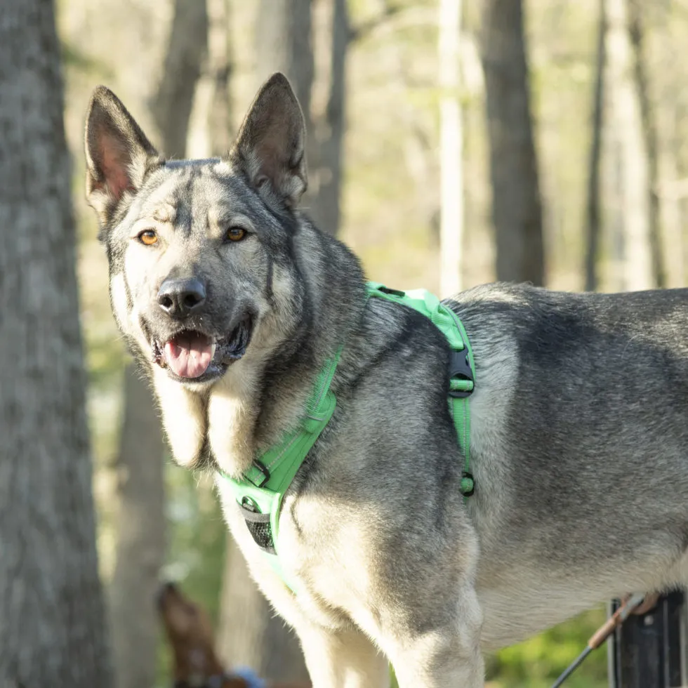 A black dog wearing a poorly fitted Truelove no-pull harness, with the chest strap digging into its armpits