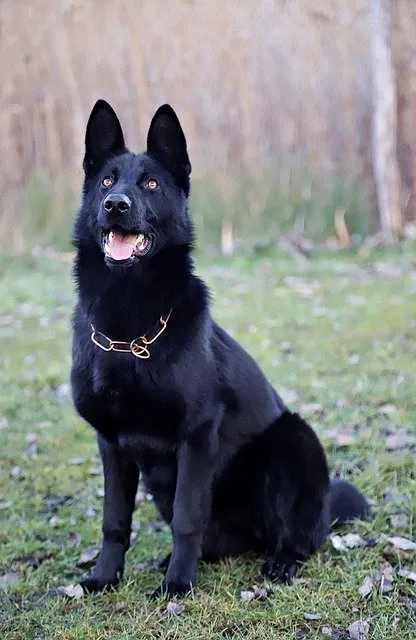 A black German Shepherd sitting down patiently