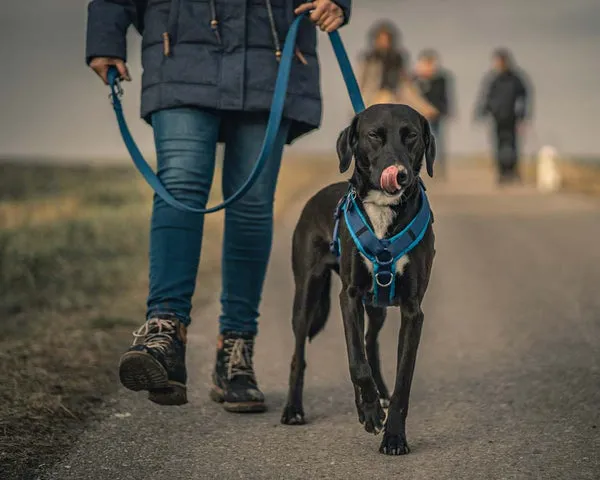 A black Labrador mix dog walks calmly on a wide path, wearing a blue harness and leash, with a person beside it.