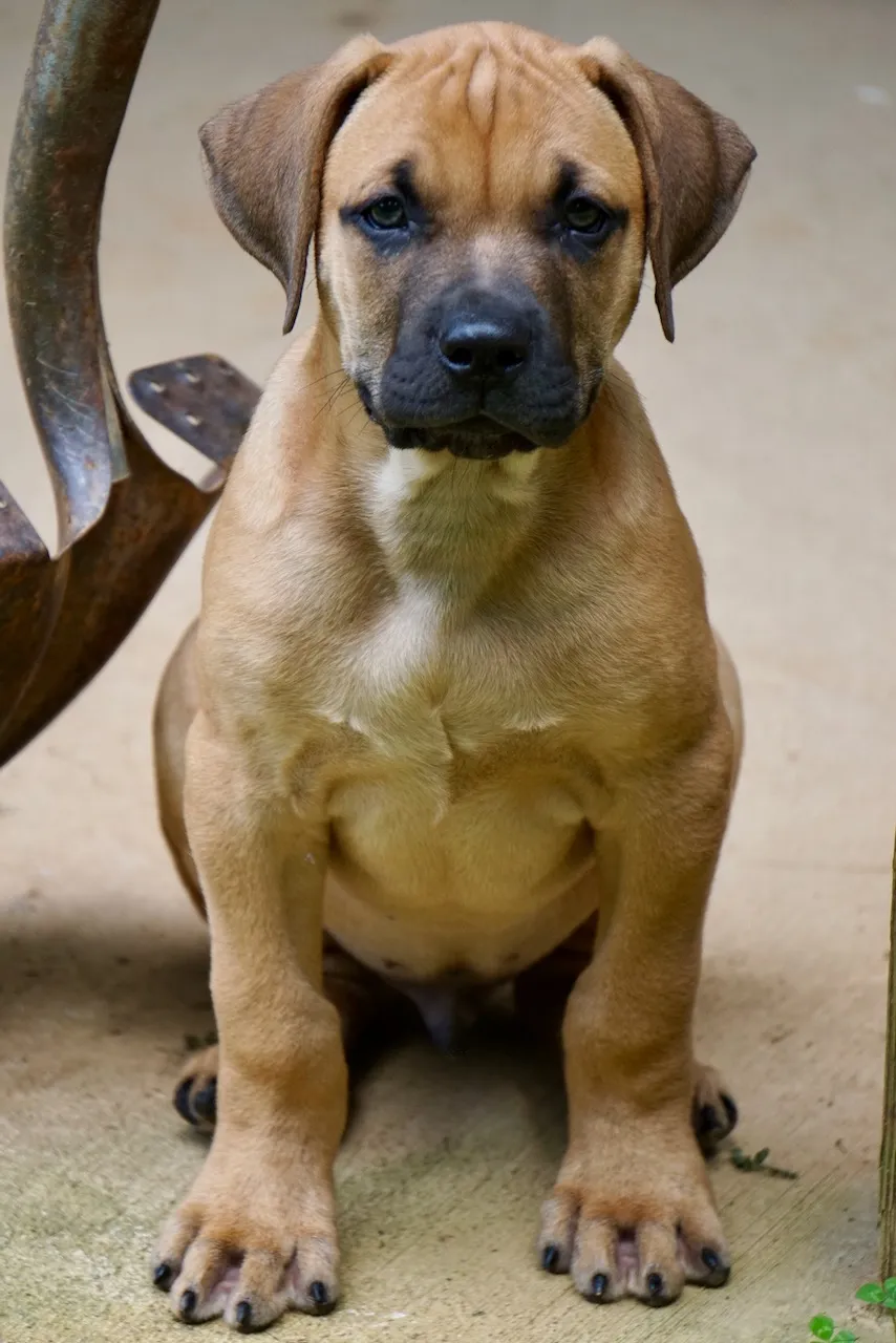 A black mouth cur puppy at 2 months old, looking alert and curious