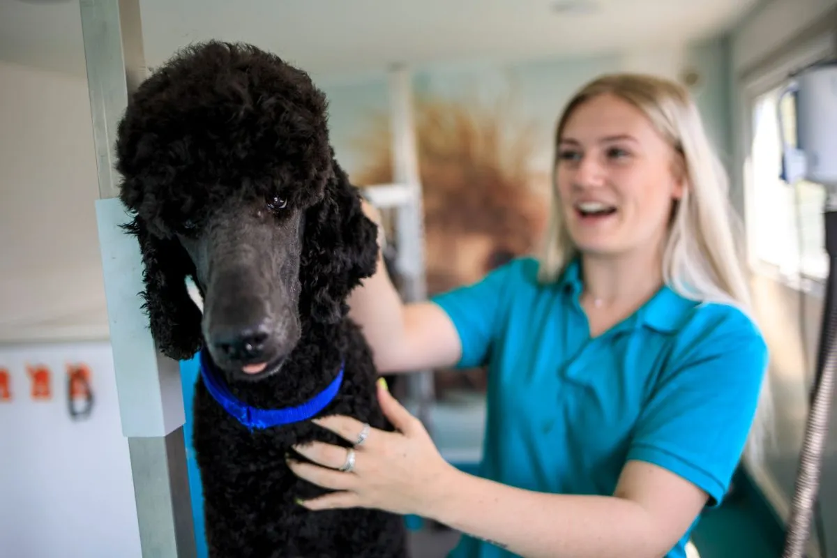 A black Poodle being professionally groomed by a caring team member in an on-site salon