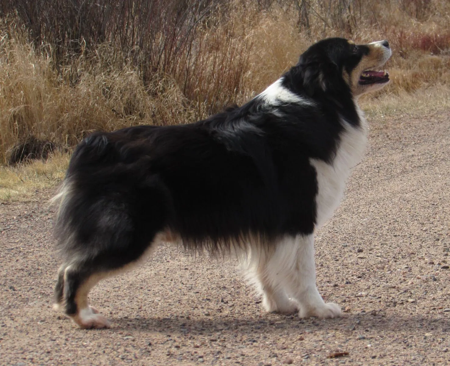 A black tri Miniature American Shepherd named Crash sitting attentively in an outdoor setting