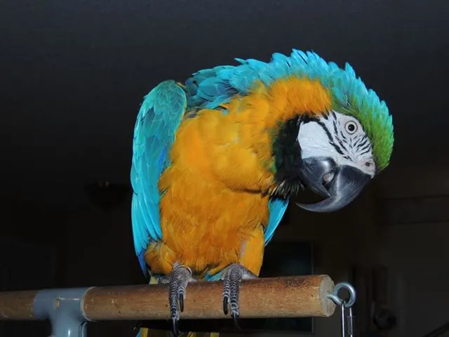 A Blue and Gold Macaw looking attentively, highlighting its intelligent and social demeanor