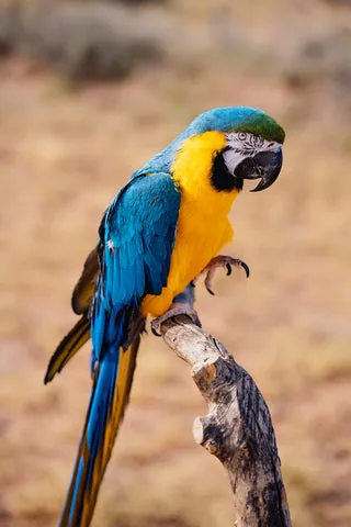 A blue and gold macaw perched on a branch.
