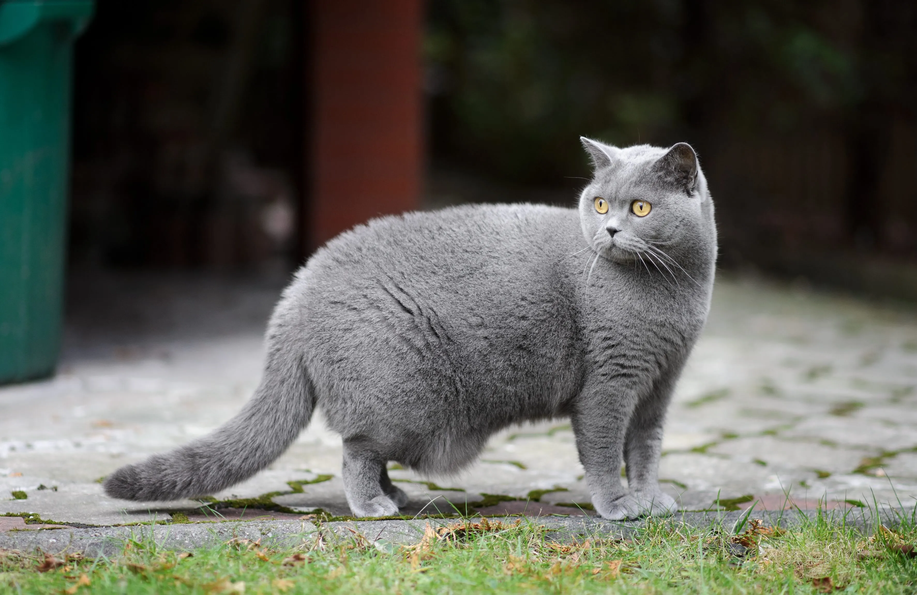 A blue British Shorthair standing outdoors, showcasing its robust build.