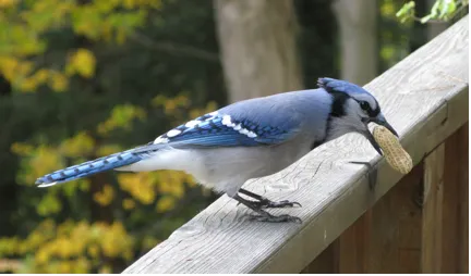 A Blue Jay holding a peanut in its beak, ready to cache it.