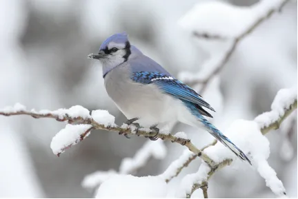 A Blue Jay perched on a branch in a snowy environment.