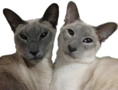 A blue point and a lilac point Siamese cat side-by-side