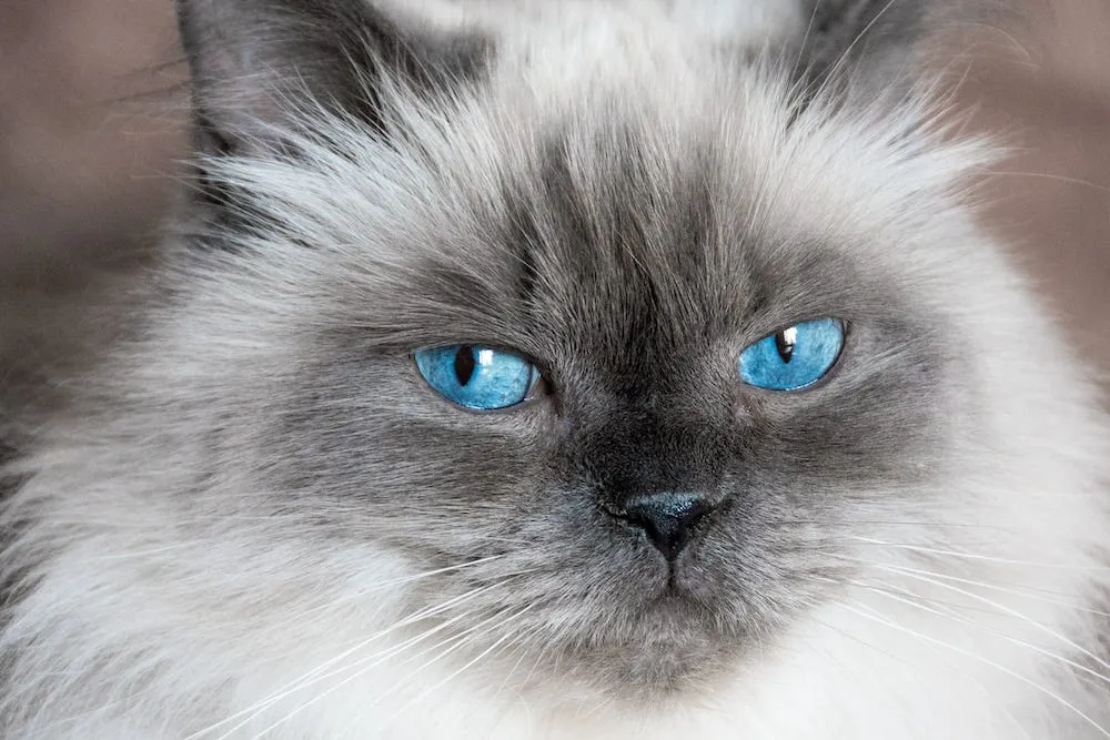 A Blue Point Himalayan cat with its bluish-grey body and darker blue points.